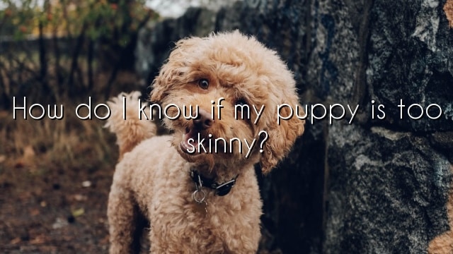 How do I know if my puppy is too skinny?