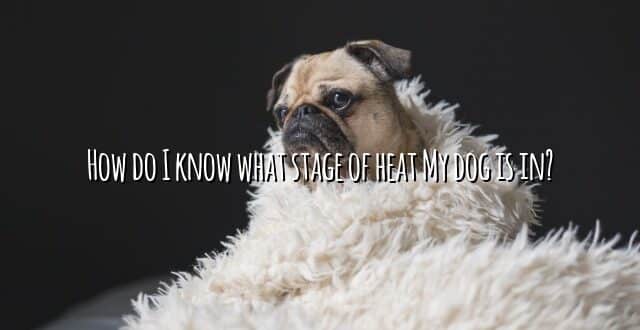 How do I know what stage of heat My dog is in?