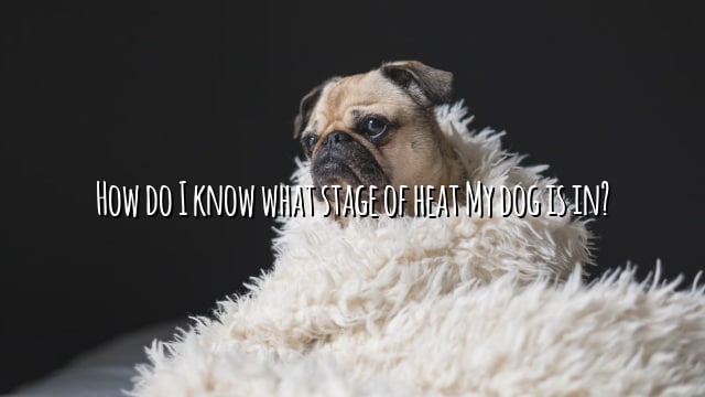 How do I know what stage of heat My dog is in?