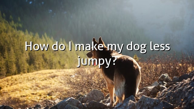 How do I make my dog less jumpy?