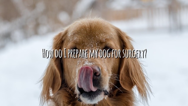 How do I prepare my dog for surgery?
