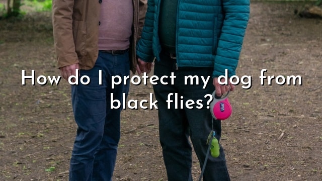 How do I protect my dog from black flies?