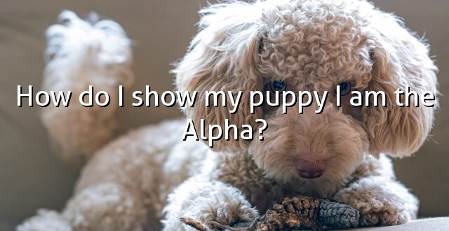 How do I show my puppy I am the Alpha?