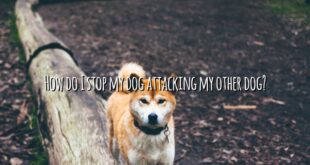 How do I stop my dog attacking my other dog?