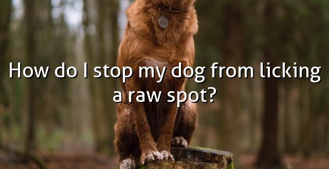 How do I stop my dog from licking a raw spot?