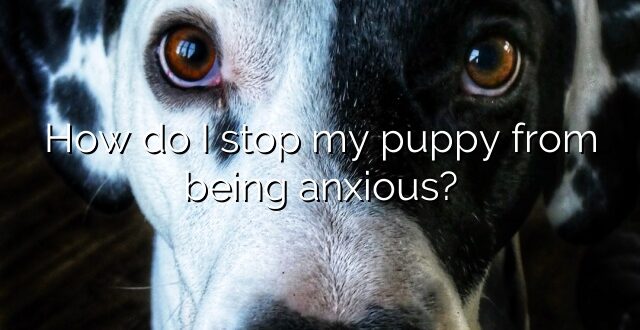 How do I stop my puppy from being anxious?