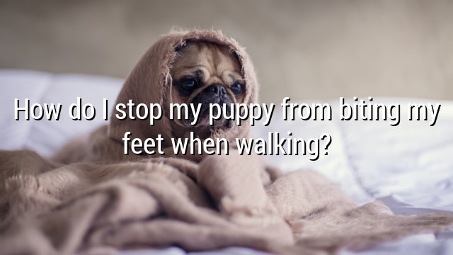 How do I stop my puppy from biting my feet when walking?