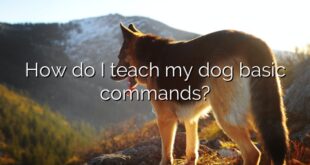How do I teach my dog basic commands?