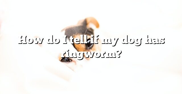 How do I tell if my dog has ringworm?