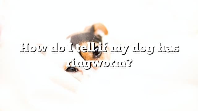 How do I tell if my dog has ringworm?
