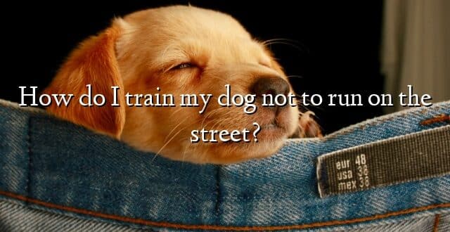 How do I train my dog not to run on the street?