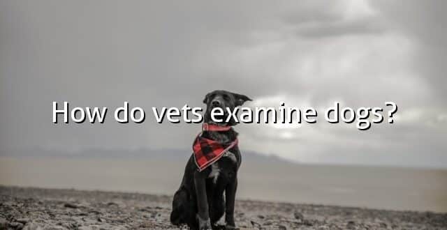 How do vets examine dogs?