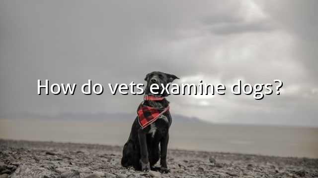 How do vets examine dogs?