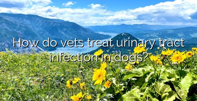 How do vets treat urinary tract infection in dogs?