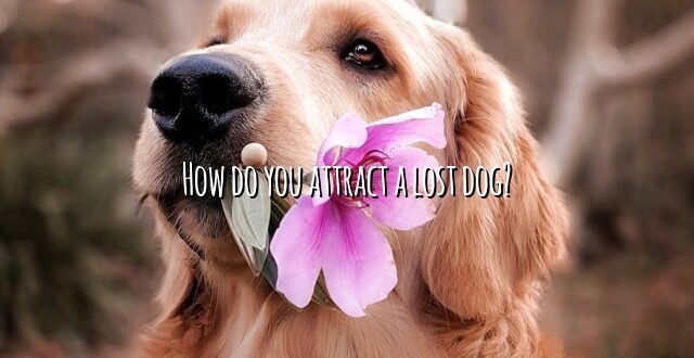 How do you attract a lost dog?