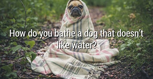 How do you bathe a dog that doesn’t like water?