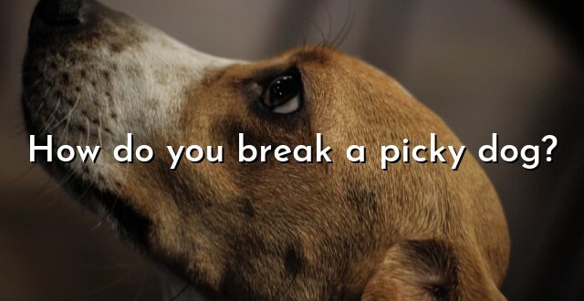 How do you break a picky dog?