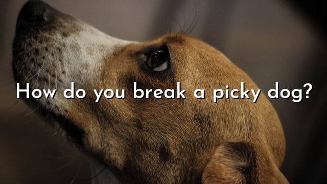How do you break a picky dog?