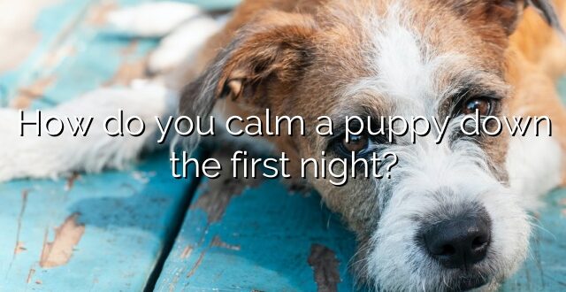 How do you calm a puppy down the first night?