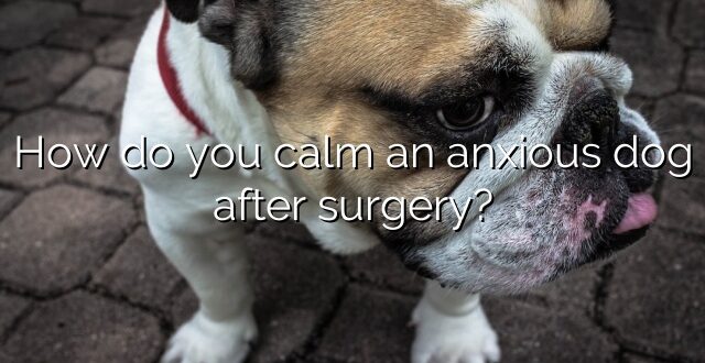 How do you calm an anxious dog after surgery?
