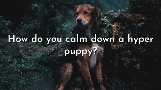 How do you calm down a hyper puppy?