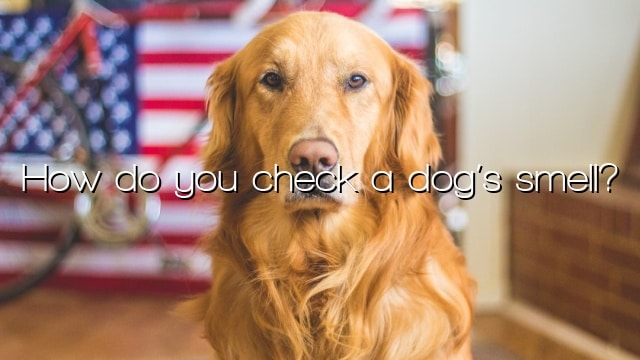 How do you check a dog’s smell?