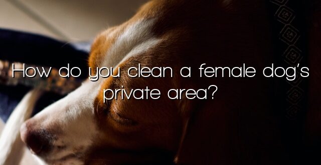 How do you clean a female dog’s private area?