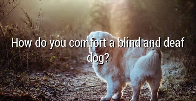 How do you comfort a blind and deaf dog?