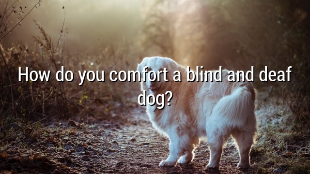 How do you comfort a blind and deaf dog?