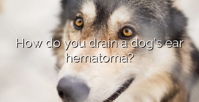 How do you drain a dog’s ear hematoma?