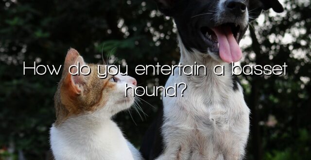 How do you entertain a basset hound?