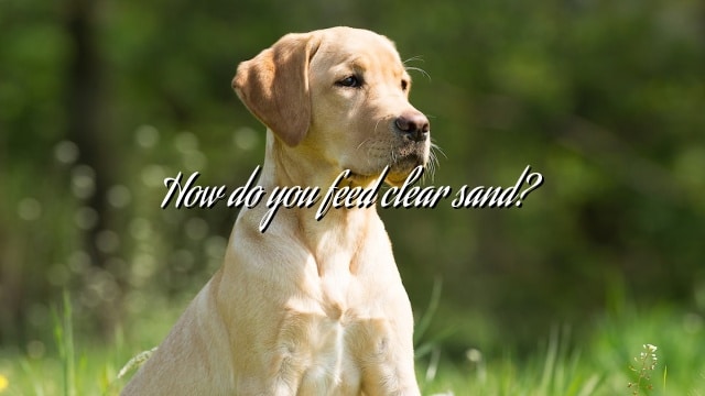 How do you feed clear sand?
