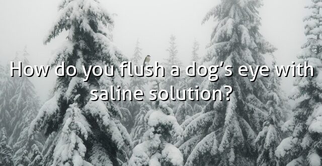How do you flush a dog’s eye with saline solution?
