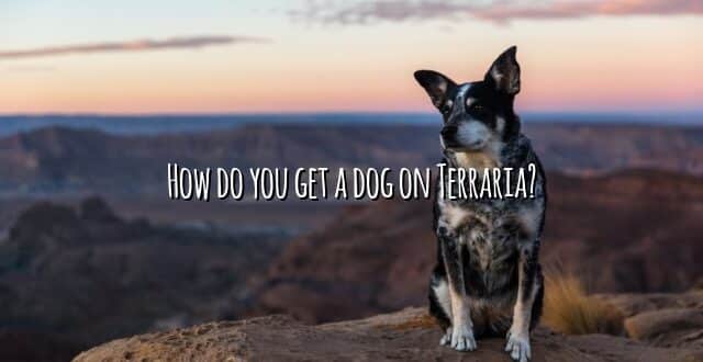 How do you get a dog on Terraria?
