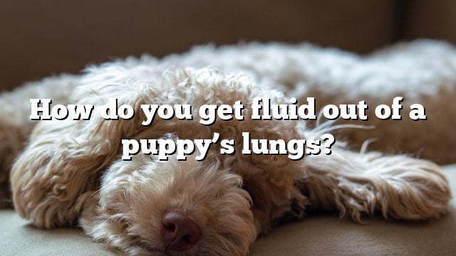 How do you get fluid out of a puppy’s lungs?
