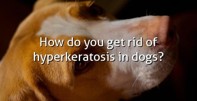 How do you get rid of hyperkeratosis in dogs?