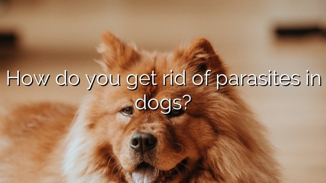 How do you get rid of parasites in dogs?