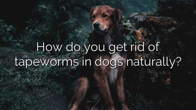 How do you get rid of tapeworms in dogs naturally?