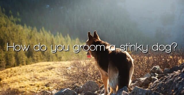 How do you groom a stinky dog?