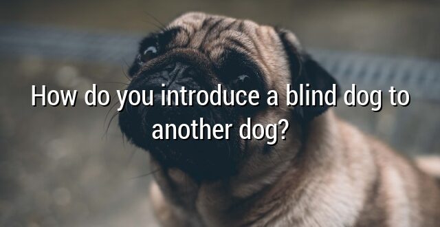 How do you introduce a blind dog to another dog?
