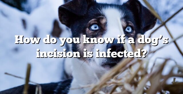 How do you know if a dog’s incision is infected?