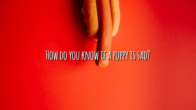 How do you know if a puppy is sad?