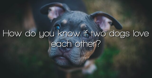How do you know if two dogs love each other?