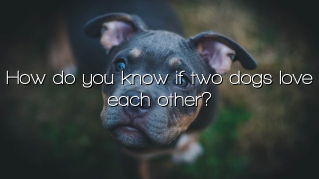 How do you know if two dogs love each other?
