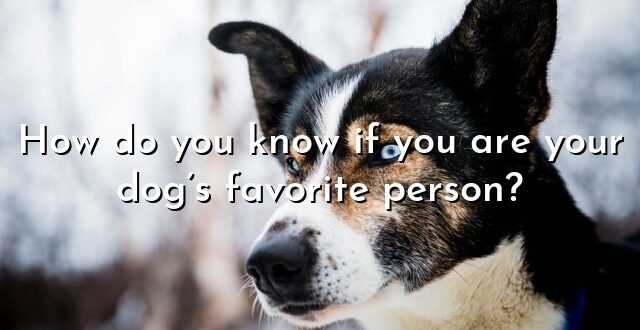 How do you know if you are your dog’s favorite person?