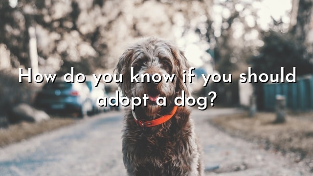 How do you know if you should adopt a dog?
