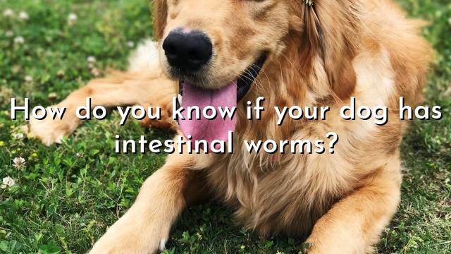 How do you know if your dog has intestinal worms?
