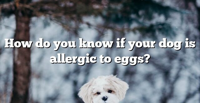 How do you know if your dog is allergic to eggs?