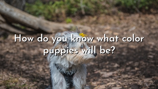 How do you know what color puppies will be?