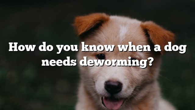 How do you know when a dog needs deworming?